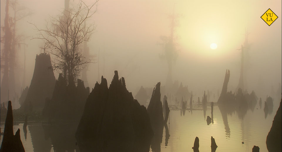 swamp_fog